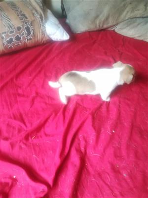 Shortleg jackrussel puppies for sale