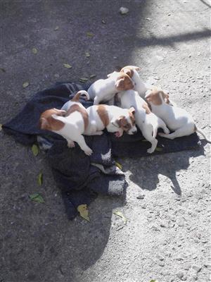 Jack Russell purebred puppies for sale 