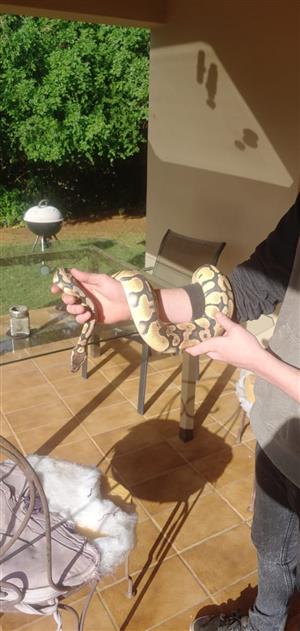 Ball python with cage for sale! 