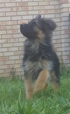 German Shepherd Puppy Long Hair Female 13 Weeks Old Junk Mail