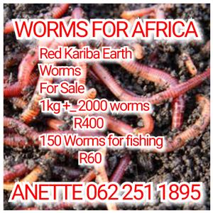 Red Kariba Earth Worms