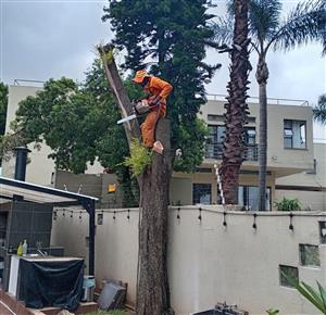 Tree cutting Boomsloping