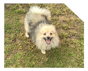 Toy Pom puppy