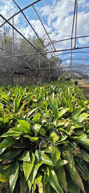 ASPIDISTRA  PLANT FOR SALE 