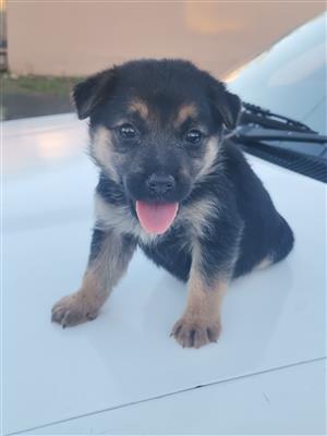 PUREBRED GERMAN SHEPARD FEMALE PUPPY