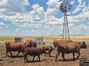 Exceptional Livestock Farm with Ample Water and Quality Grazing