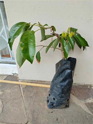 Mauritius Litchi Tree 