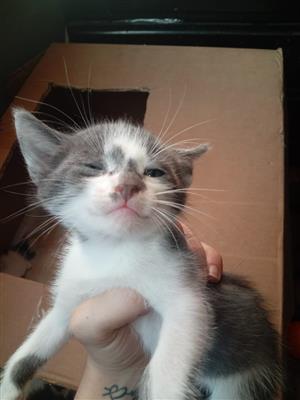 Baby kittens up for sale 