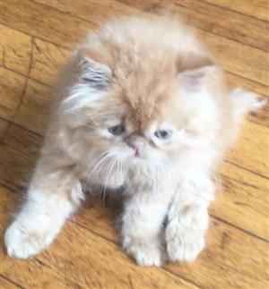 Persian kitten