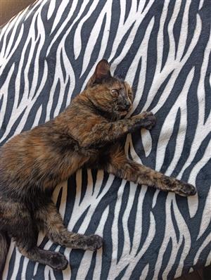 Kitten 