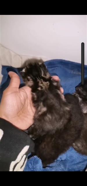 Mix Maincoon kitties 