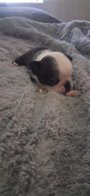 Boston Terrier Puppies
