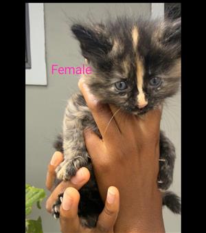 Beautiful Siberian mix Kittens. 6 weeks old. 
