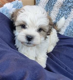 Shihtese Puppies for sale