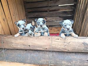 Registered Australian Cattle Dog Puppies For Booking, Blue Heelers, Red Heelers