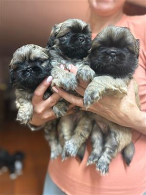 Pekingese Puppies