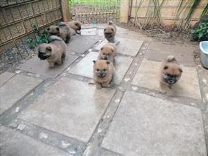 Beautiful Purebred Chow Chow Puppies For Sale. 