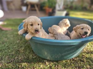 Beautiful Golden Retriever puppies available