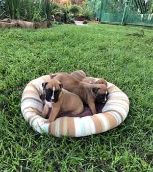 Beautiful boxer puppies 
