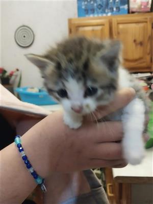 Maincoon female