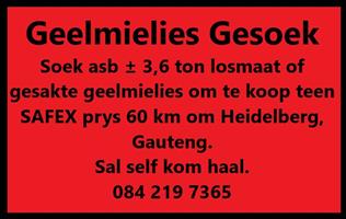 Mielies Gesoek.