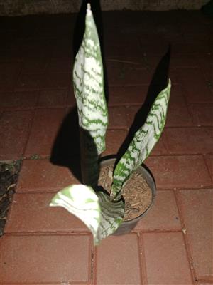 Snake Plant also known as Sansevieria for Sale, Pretoria, Akasia