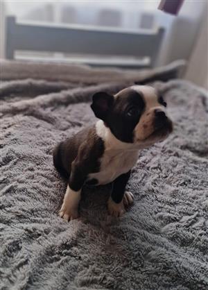 Boston Terrier Puppies