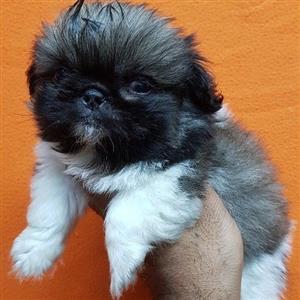 pekingese puppies for sale durban
