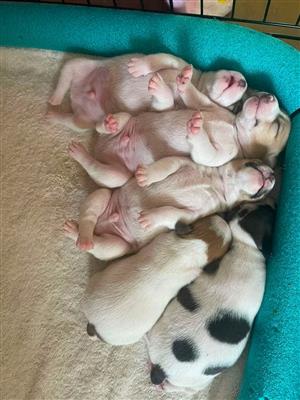 Jack russel puppies 