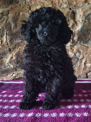 Toy Poodle puppy