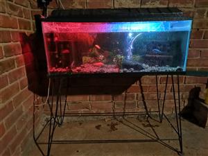 6 Fish and tank, all accessories included 