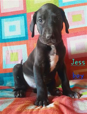 GREAT DANE PUPPIES