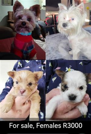 Yorkies