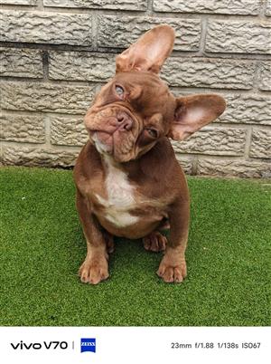 Gorgeous Exotic French bulldog puppies available