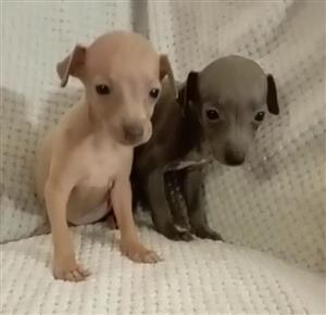 Italian Greyhound Puppies