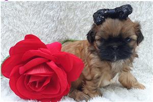 German Shepherd Puppies Long Hair 8 Weeks Old Junk Mail