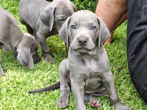Weimaraner puppies 