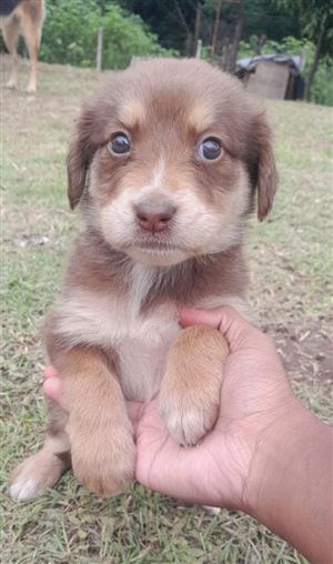 German shepherd x labardor