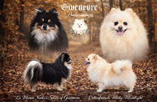 Pomeranian puppies