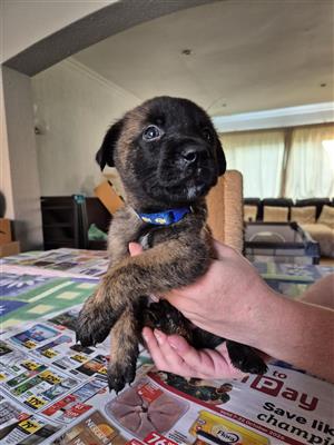 Belgian Malinois x Dutch Shepherd puppies for sale