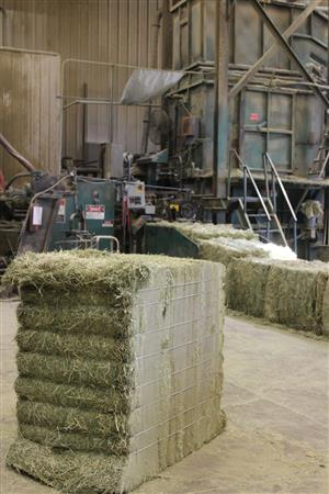 A Grade Lucerne Bales 50Kg's And Teff Bales 