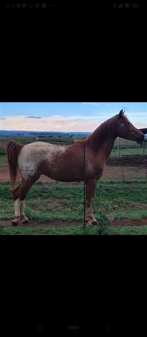 Appy x Gelding For Sale