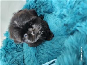 Shih Tzu Boy