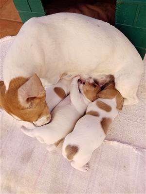 Jack Russells for sale