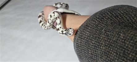 California King Snake young Adult