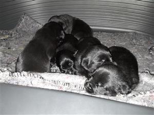 Pure Bred black Labrador puppies for sale