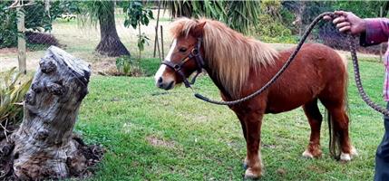 Beautiful Mini Chetnut Stallion for Sale. 5 Years old. 94cm. Was backed.