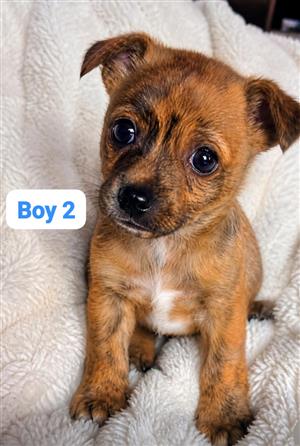 Pug cross dachshund puppies