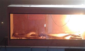 Corn snake 1.5 m tame plus cage for sale R500
