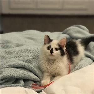 Persian Ragdoll kitten